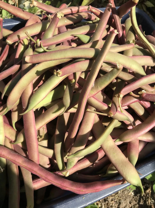 Tanya’s Pink Podded