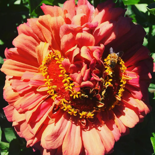 Lilliput Zinnia