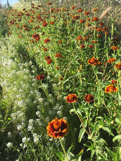 Aztec Sunset Zinnia