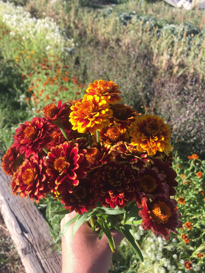 Aztec Sunset Zinnia