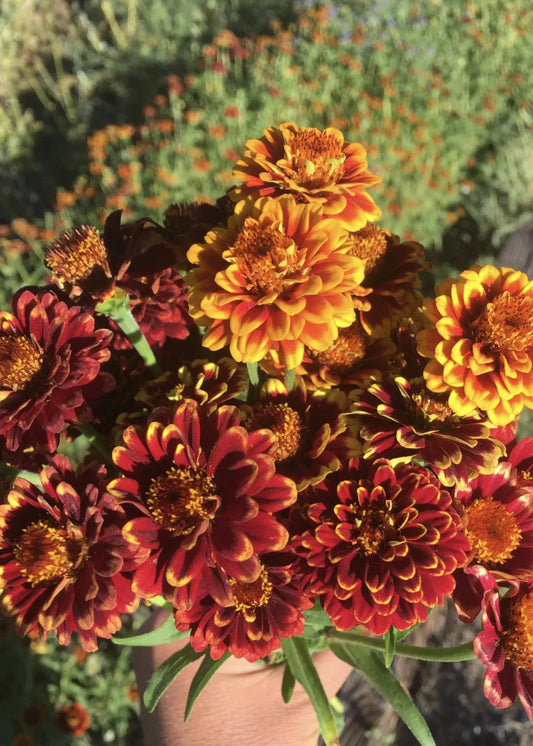 Aztec Sunset Zinnia