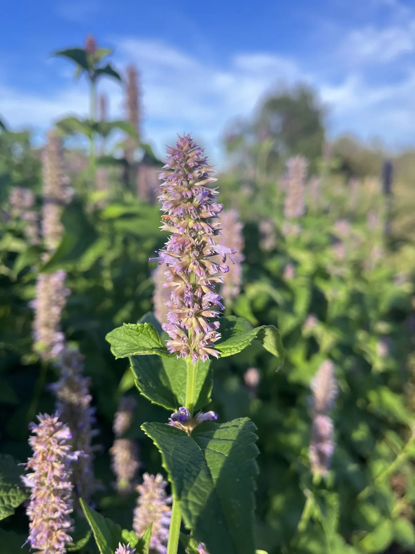 Anise Hyssop