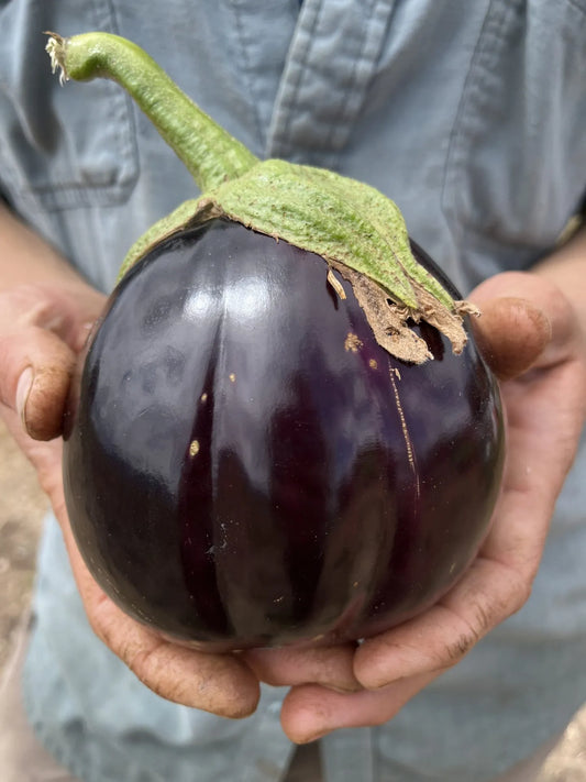 Aswad Eggplant