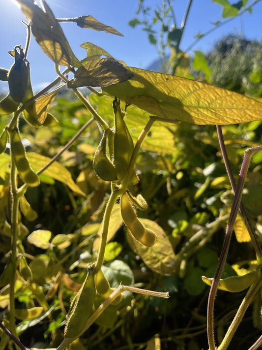 Kosodeguri Extra Early Soybean