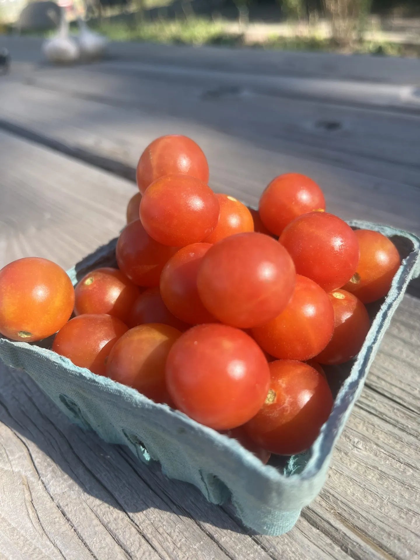 Gajo de Melon (Cherry Tomato)