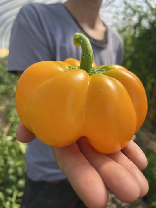 Papacella di Napolenta Pepper