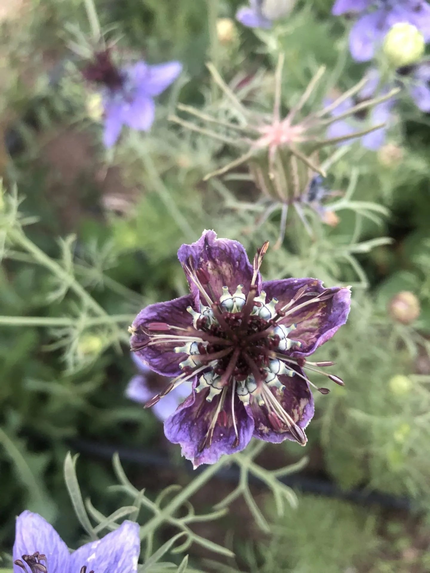 Curiosity Nigella