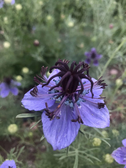 Curiosity Nigella