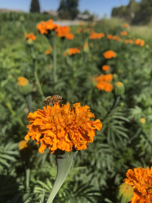 Orange Hawaii Marigold