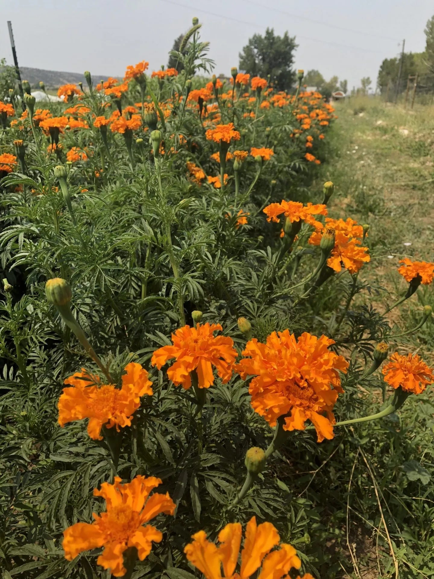 Orange Hawaii Marigold