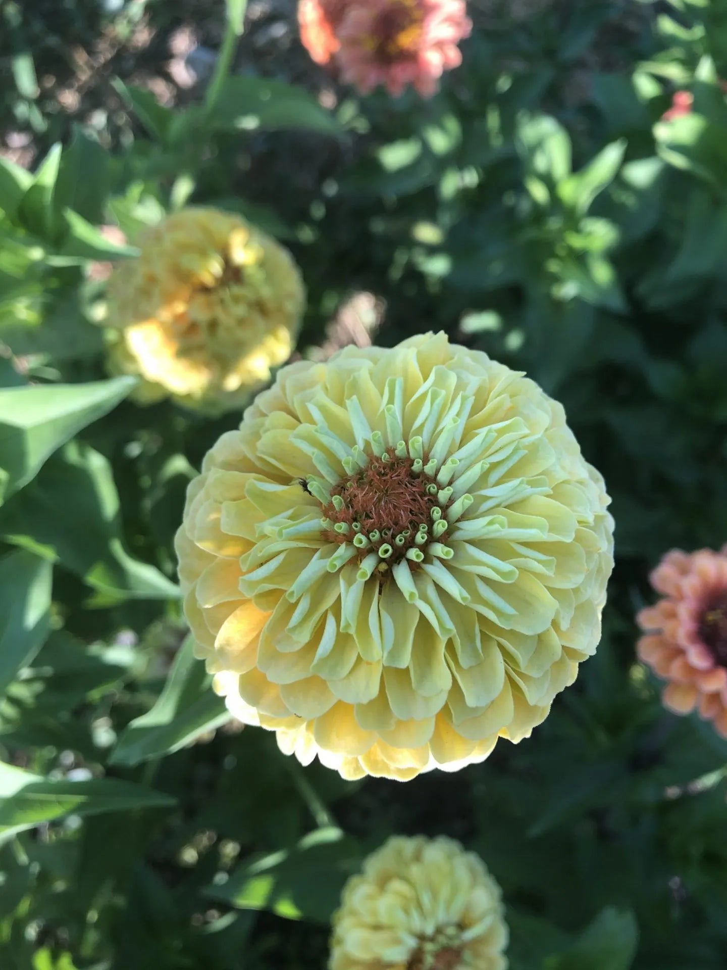 Queen Lime Orange with Blush Zinnia