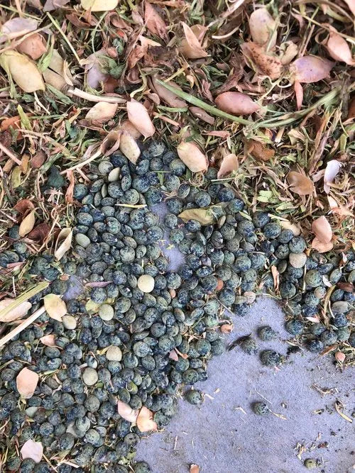 Le Puy Lentil