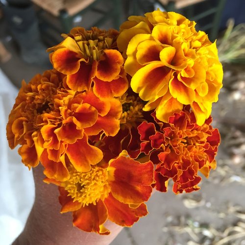 Mentawai Marigold Population