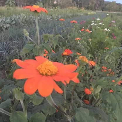 Mexican Torch (Tithonia)