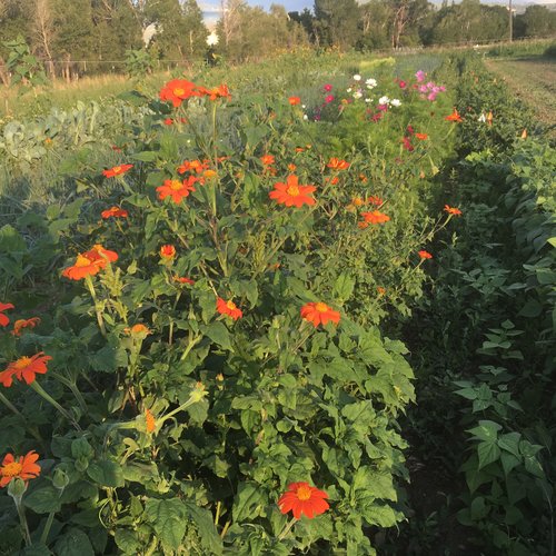 Mexican Torch (Tithonia)