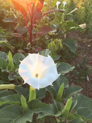 Moonflower (Datura)