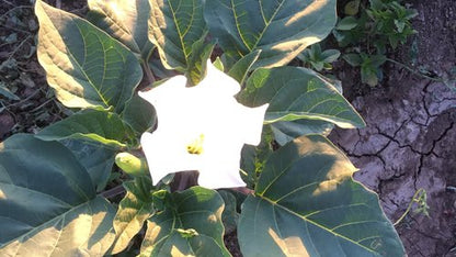 Moonflower (Datura)