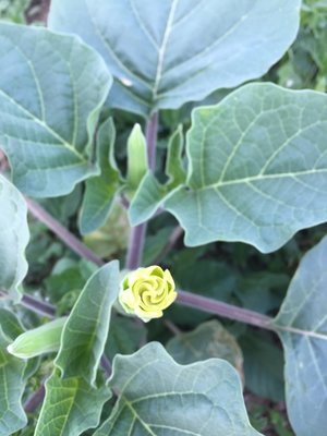 Moonflower (Datura)