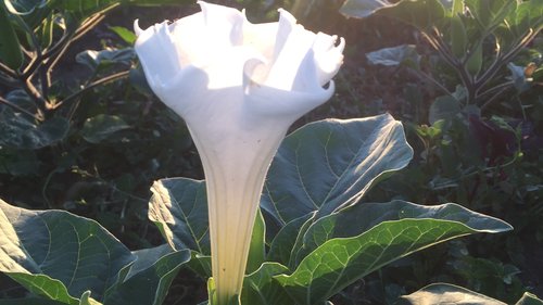 Moonflower (Datura)