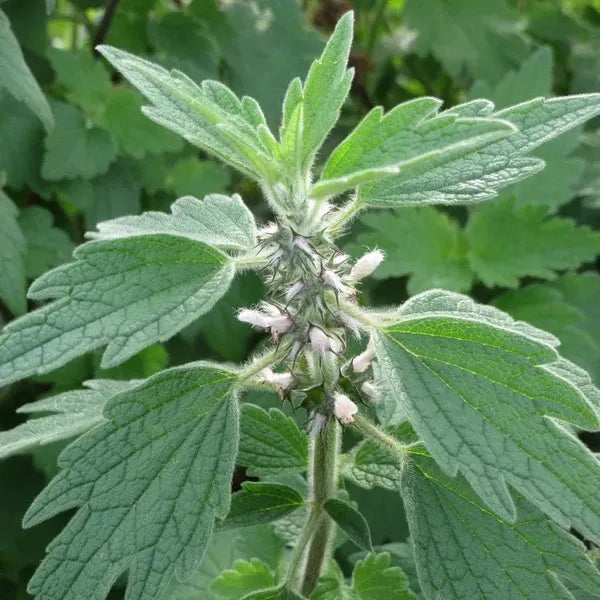 Motherwort