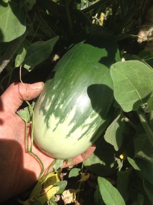 Navdanya Eggplant