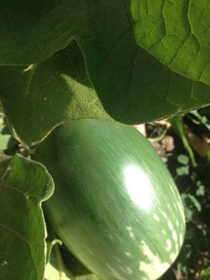 Navdanya Eggplant