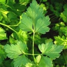 Dark Green Italian Parsley