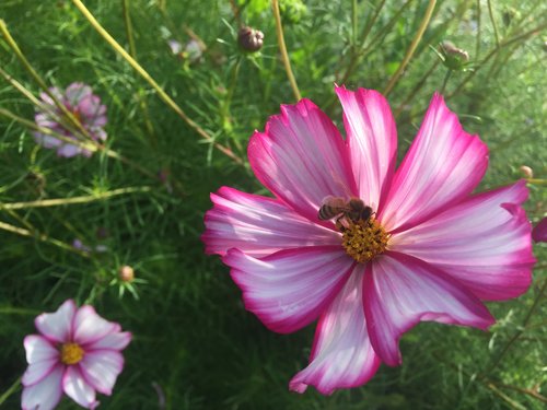 Petticoat (Cosmos)