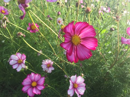 Petticoat (Cosmos)