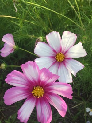 Petticoat (Cosmos)