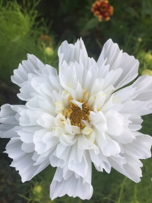 Psyche White (Cosmos)