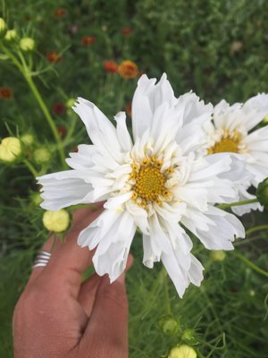 Psyche White (Cosmos)