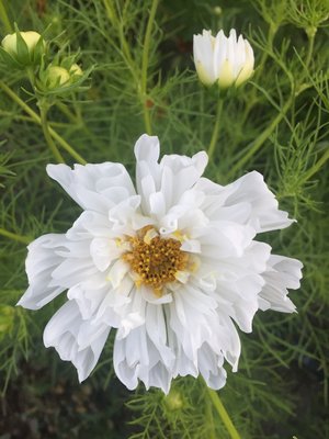 Psyche White (Cosmos)