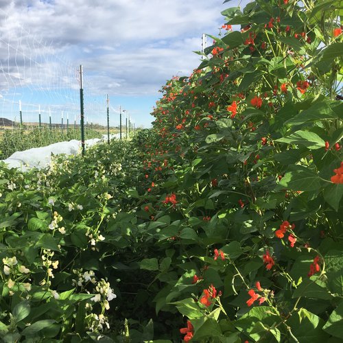 Scarlet Runner Bean