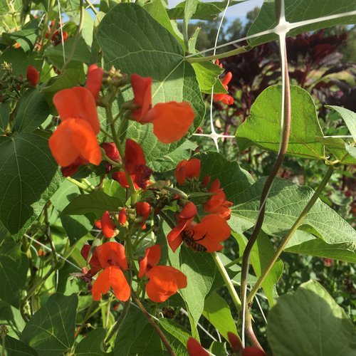 Scarlet Runner Bean