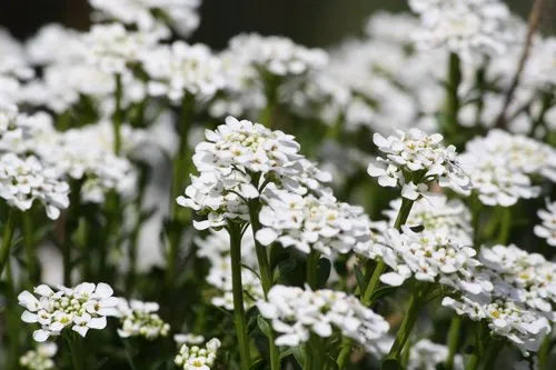 Sweet Alyssum