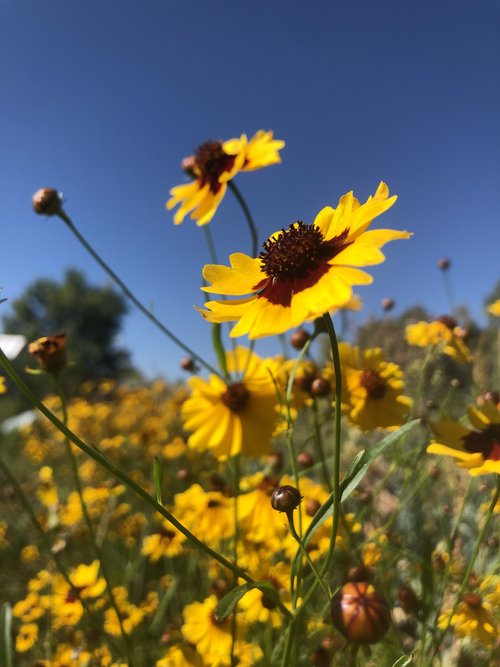 Tall Plains Coreopsis