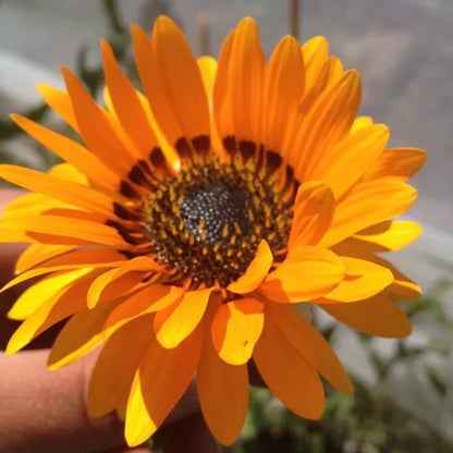 Zulu and Orange Prince (African Daisy)