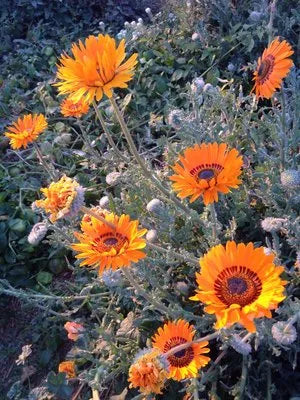 Zulu and Orange Prince (African Daisy)