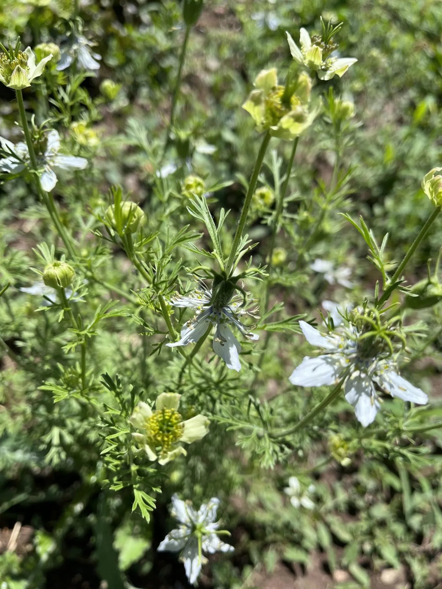 Black Cumin