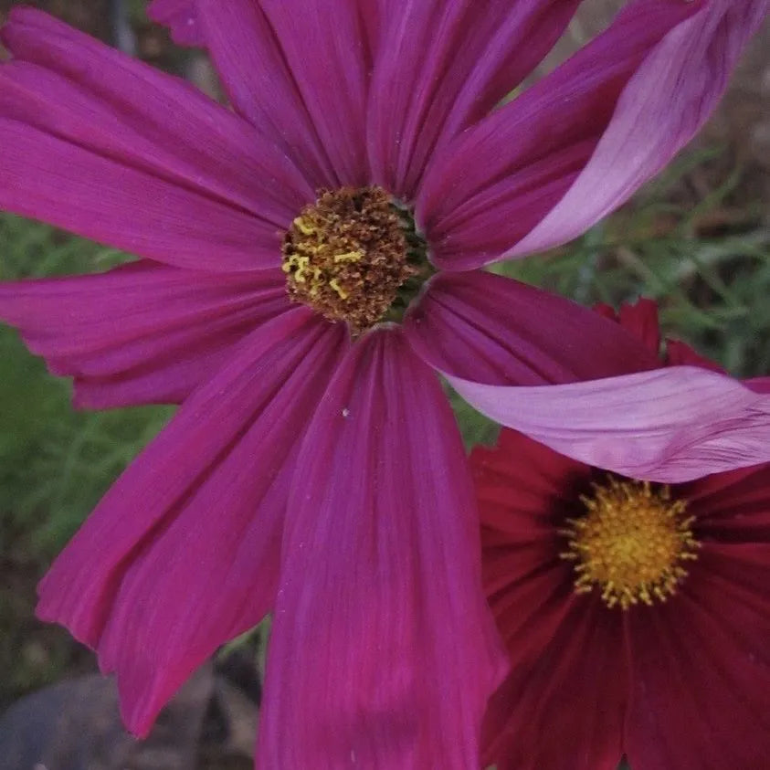 Family Garden (Cosmos)