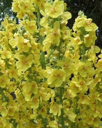 Greek Mullein