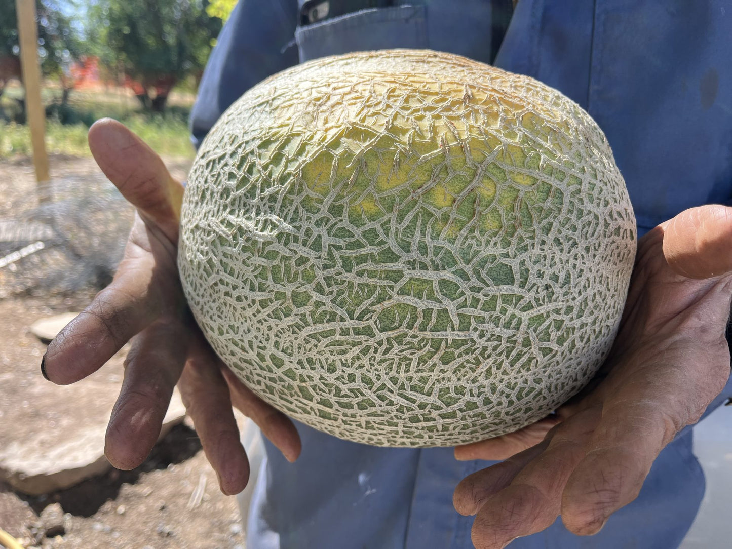 Greeley Wondermelon (Canteloupe)