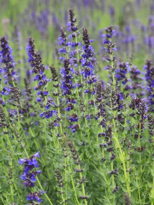 True Hyssop