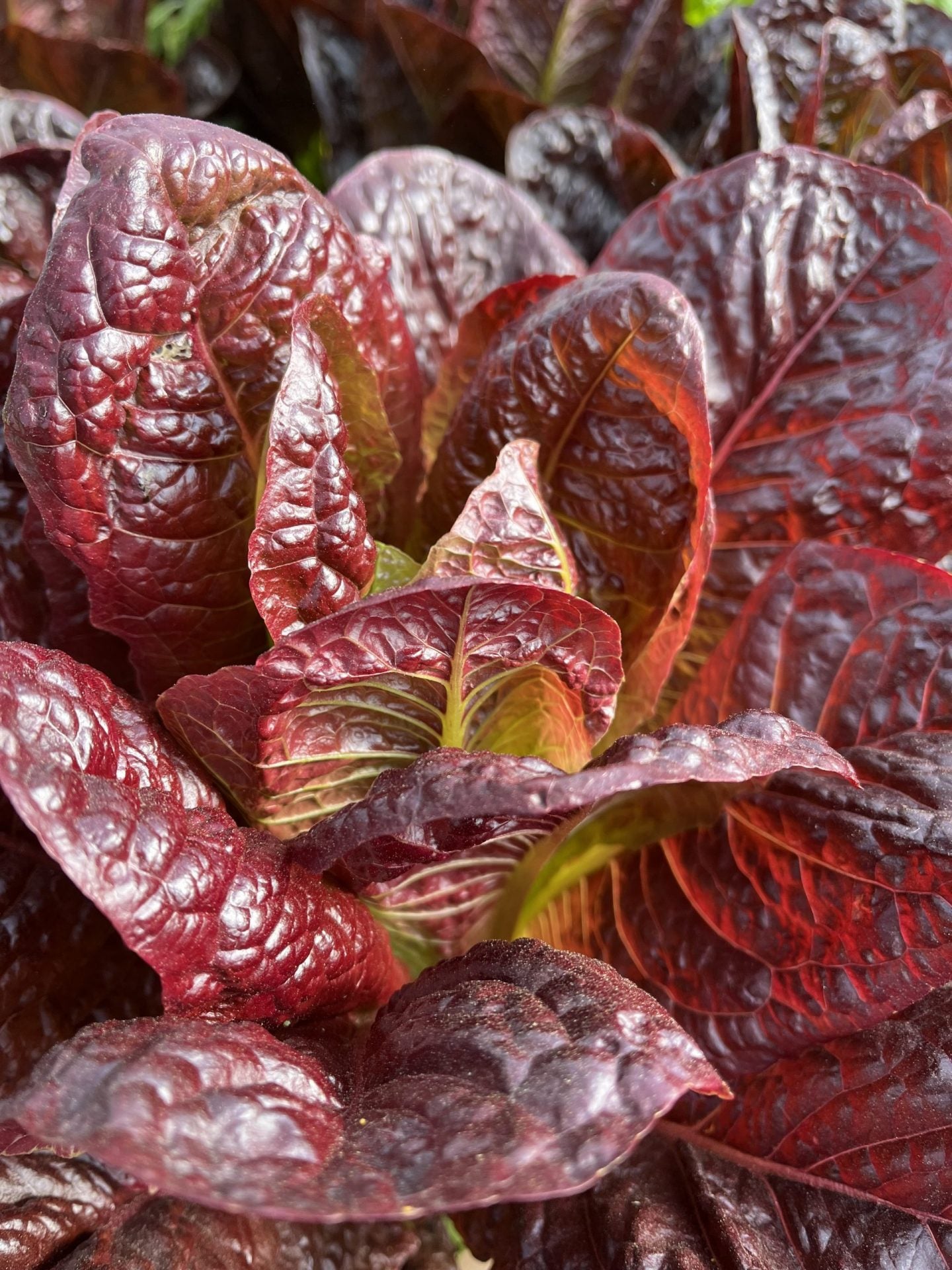 Red Rosie Lettuce (Cos/ Romaine)