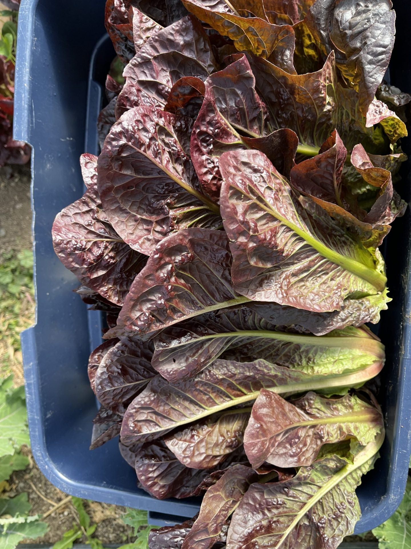 Red Rosie Lettuce (Cos/ Romaine)