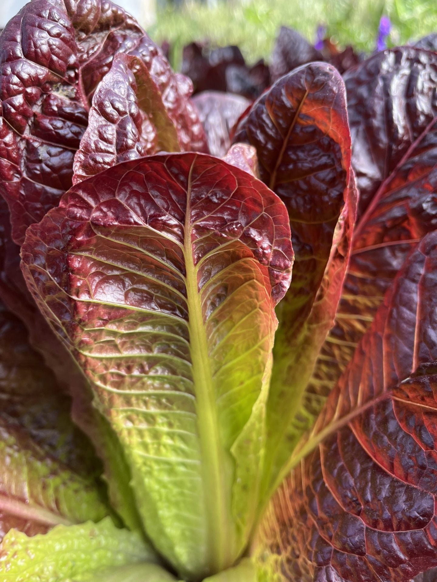 Red Rosie Lettuce (Cos/ Romaine)