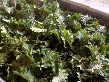 Russian Frills Kale