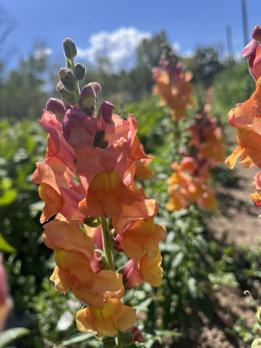 Sunset Mix Snapdragon
