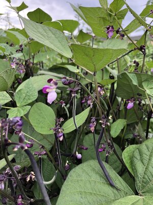 Velour French Filet Bean (Bush, Snap)